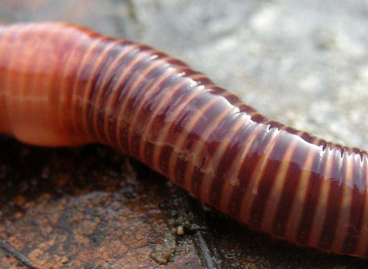 Eisenia fetida